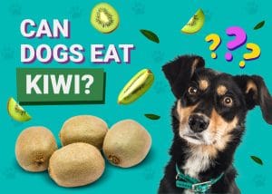 Read more about the article Can Dogs Eat Kiwi? Uncover the Surprising Truth!