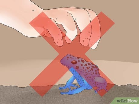 Read more about the article How to Care for Frogs & Toads: Essential Tips & Tricks