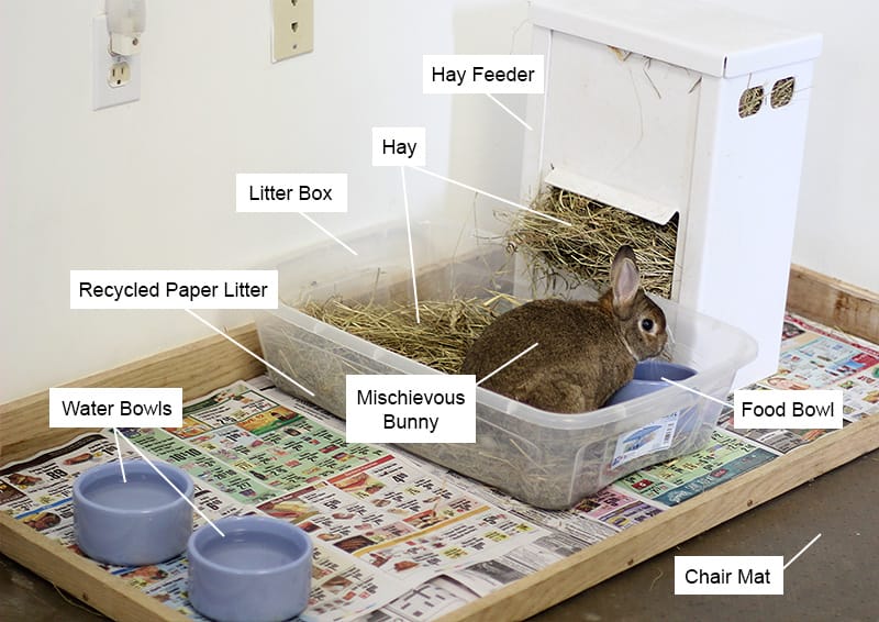 Read more about the article How to Care for Pet Rabbits: Essential Tips for Owners
