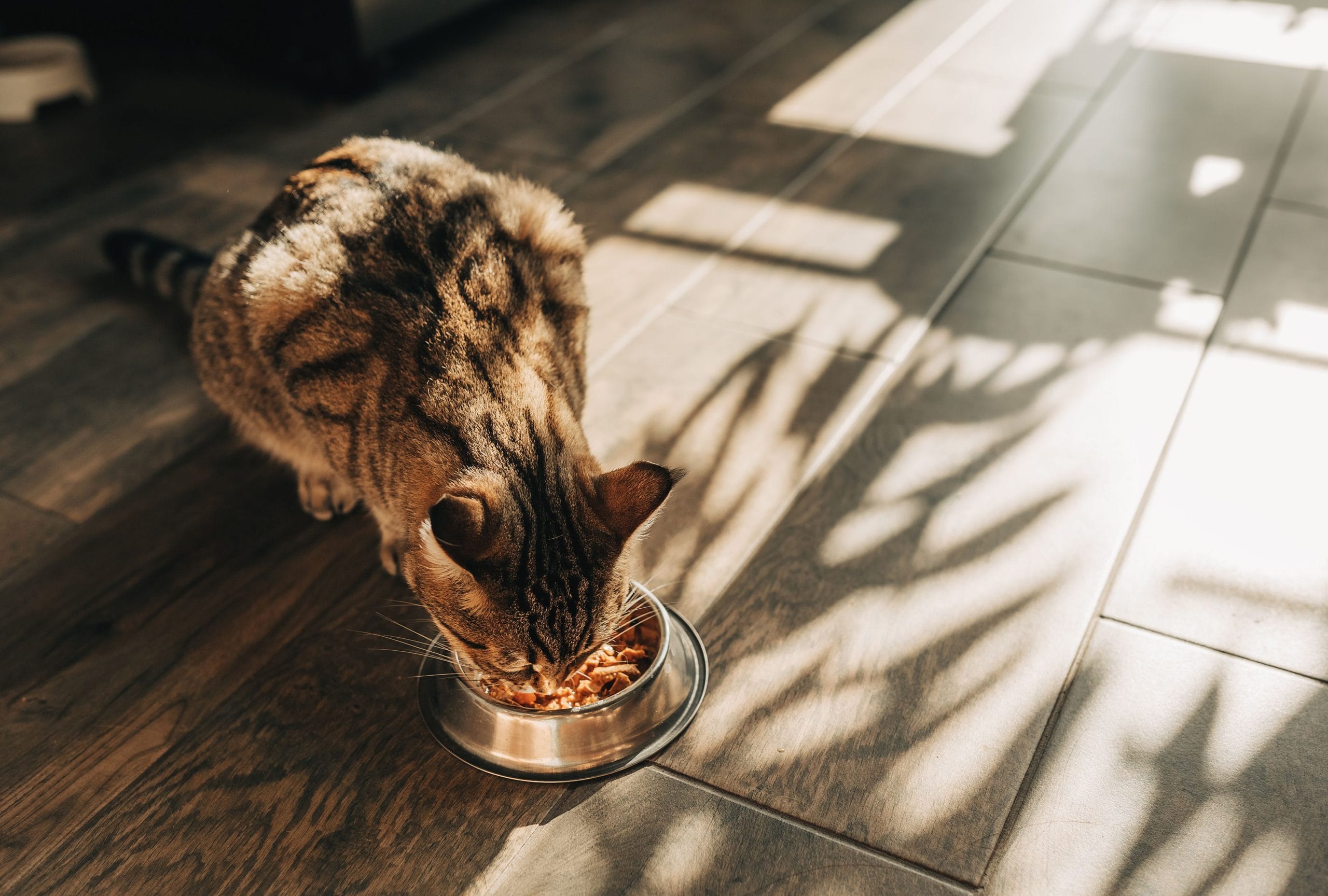 Read more about the article How to Safely Feed Your Cat Root Vegetable: Expert Tips