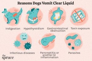Read more about the article What to Do If Your Dog Is Throwing Up Clear Liquid: Quick Relief Tips
