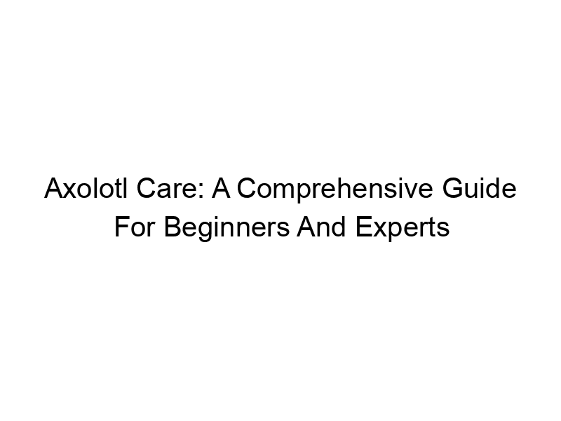 Read more about the article Axolotl Care: A Comprehensive Guide For Beginners And Experts