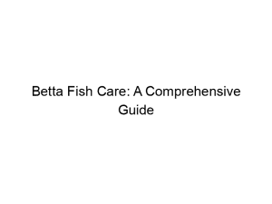 Read more about the article Betta Fish Care: A Comprehensive Guide