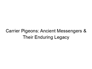 Read more about the article Carrier Pigeons: Ancient Messengers & Their Enduring Legacy