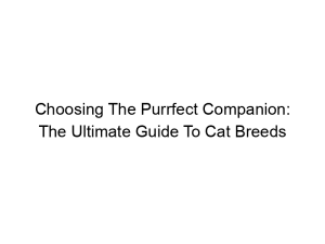 Read more about the article Choosing The Purrfect Companion: The Ultimate Guide To Cat Breeds