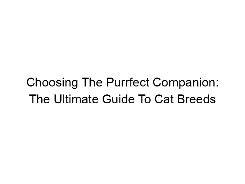 Read more about the article Choosing The Purrfect Companion: The Ultimate Guide To Cat Breeds