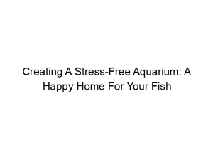 Read more about the article Creating A Stress-Free Aquarium: A Happy Home For Your Fish