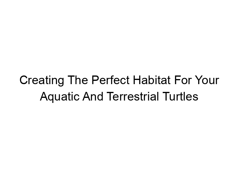 Read more about the article Creating The Perfect Habitat For Your Aquatic And Terrestrial Turtles