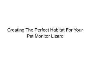 Read more about the article Creating The Perfect Habitat For Your Pet Monitor Lizard