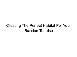 Read more about the article Creating The Perfect Habitat For Your Russian Tortoise
