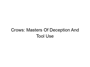 Read more about the article Crows: Masters Of Deception And Tool Use
