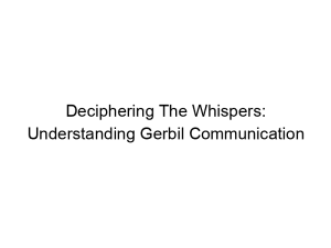 Read more about the article Deciphering The Whispers: Understanding Gerbil Communication