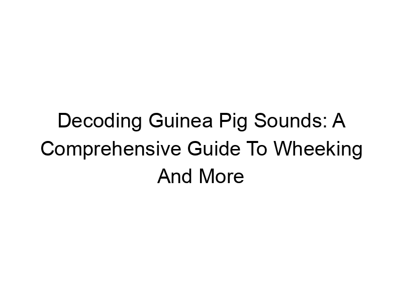 Read more about the article Decoding Guinea Pig Sounds: A Comprehensive Guide To Wheeking And More