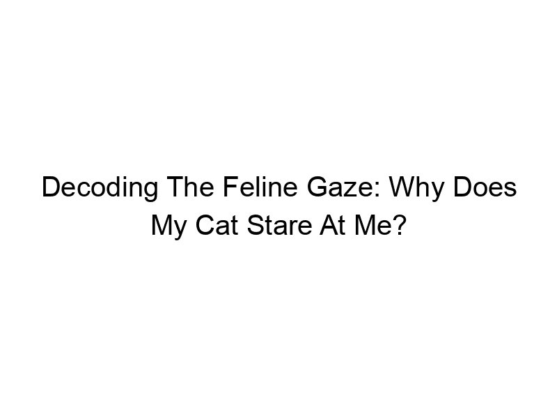 Read more about the article Decoding The Feline Gaze: Why Does My Cat Stare At Me?