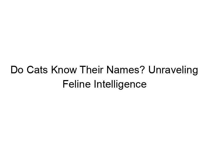 Read more about the article Do Cats Know Their Names? Unraveling Feline Intelligence