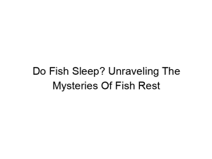 Read more about the article Do Fish Sleep? Unraveling The Mysteries Of Fish Rest