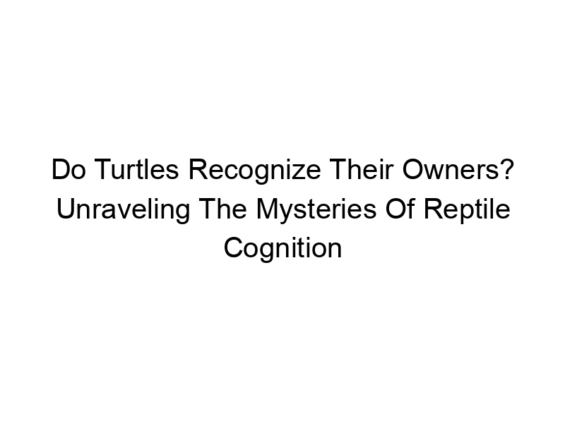 Read more about the article Do Turtles Recognize Their Owners? Unraveling The Mysteries Of Reptile Cognition