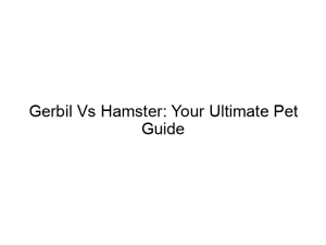 Read more about the article Gerbil Vs Hamster: Your Ultimate Pet Guide