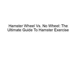 Read more about the article Hamster Wheel Vs. No Wheel: The Ultimate Guide To Hamster Exercise
