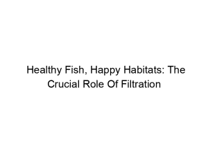 Read more about the article Healthy Fish, Happy Habitats: The Crucial Role Of Filtration
