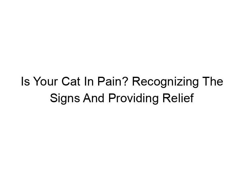 Read more about the article Is Your Cat In Pain? Recognizing The Signs And Providing Relief