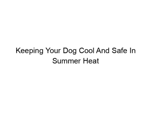 Read more about the article Keeping Your Dog Cool And Safe In Summer Heat
