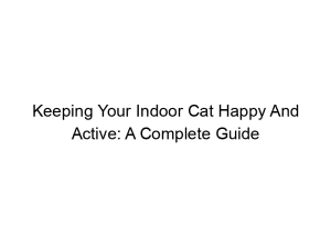 Read more about the article Keeping Your Indoor Cat Happy And Active: A Complete Guide