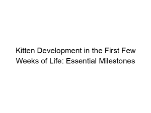 Read more about the article Kitten Development in the First Few Weeks of Life: Essential Milestones
