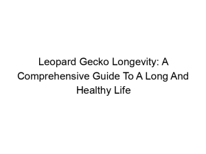 Read more about the article Leopard Gecko Longevity: A Comprehensive Guide To A Long And Healthy Life
