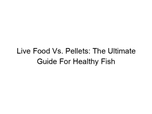 Read more about the article Live Food Vs. Pellets: The Ultimate Guide For Healthy Fish