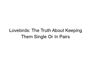 Read more about the article Lovebirds: The Truth About Keeping Them Single Or In Pairs