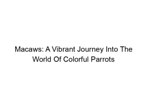 Read more about the article Macaws: A Vibrant Journey Into The World Of Colorful Parrots