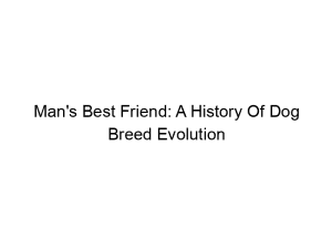 Read more about the article Man’s Best Friend: A History Of Dog Breed Evolution