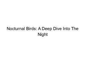 Read more about the article Nocturnal Birds: A Deep Dive Into The Night