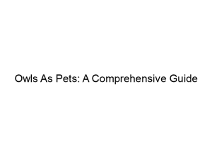 Read more about the article Owls As Pets: A Comprehensive Guide