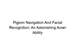 Read more about the article Pigeon Navigation And Facial Recognition: An Astonishing Avian Ability