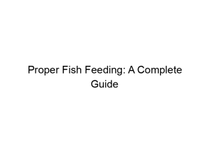 Read more about the article Proper Fish Feeding: A Complete Guide