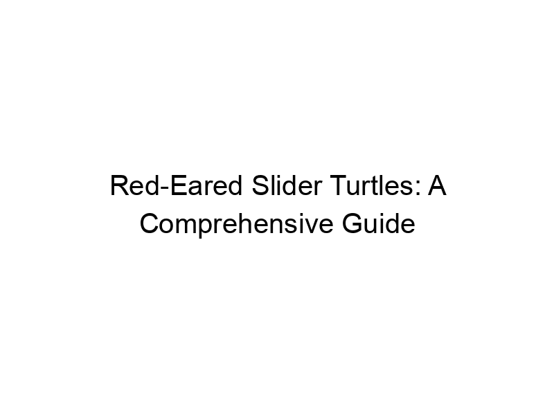 Read more about the article Red-Eared Slider Turtles: A Comprehensive Guide
