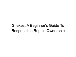 Read more about the article Snakes: A Beginner’s Guide To Responsible Reptile Ownership