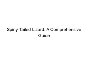 Read more about the article Spiny-Tailed Lizard: A Comprehensive Guide
