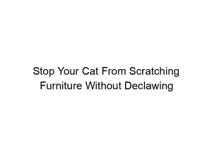 Read more about the article Stop Your Cat From Scratching Furniture Without Declawing