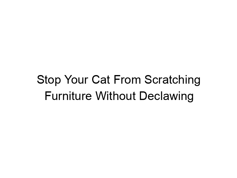 Read more about the article Stop Your Cat From Scratching Furniture Without Declawing