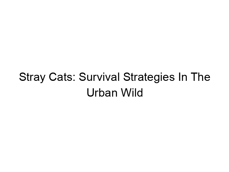 Read more about the article Stray Cats: Survival Strategies In The Urban Wild