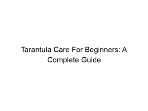 Read more about the article Tarantula Care For Beginners: A Complete Guide