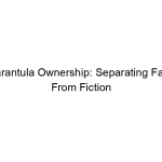 Tarantula Ownership: Separating Fact From Fiction