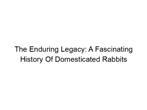 Read more about the article The Enduring Legacy: A Fascinating History Of Domesticated Rabbits