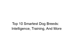 Read more about the article Top 10 Smartest Dog Breeds: Intelligence, Training, And More