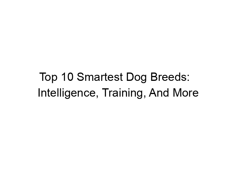 Read more about the article Top 10 Smartest Dog Breeds: Intelligence, Training, And More