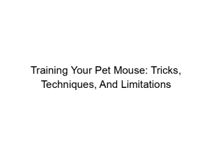 Read more about the article Training Your Pet Mouse: Tricks, Techniques, And Limitations
