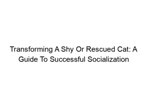 Read more about the article Transforming A Shy Or Rescued Cat: A Guide To Successful Socialization